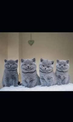 British shorthair