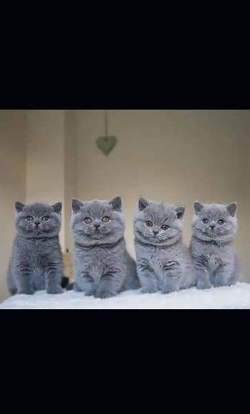 British shorthair 0