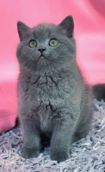 British shorthair 2