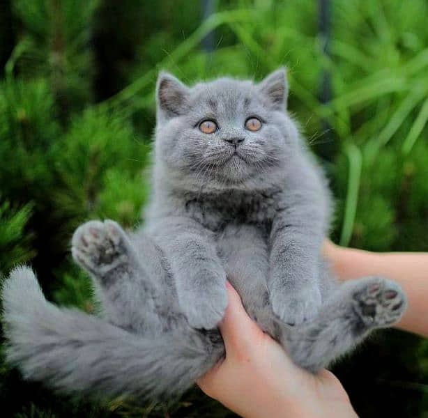 British shorthair 4