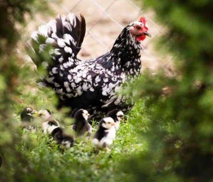 japnies molted long tail and heavy buff chicks available 0