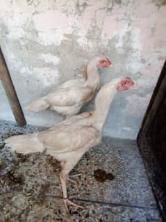 Aseel Shamo cross Heera Pair For Sale