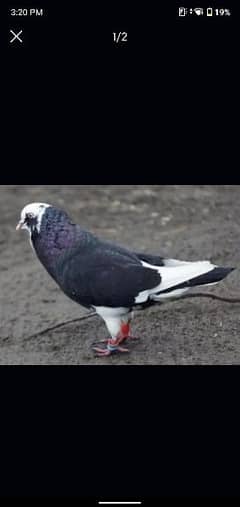 black dobaz fancy pigeon available.