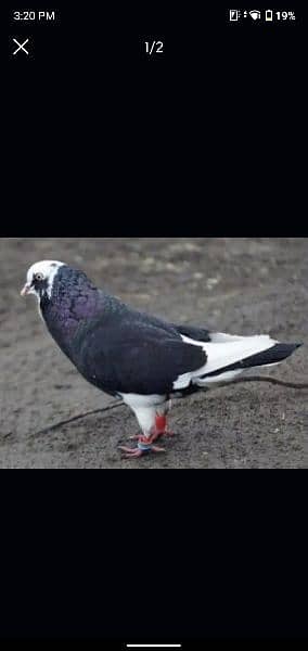 black dobaz fancy pigeon available. 0