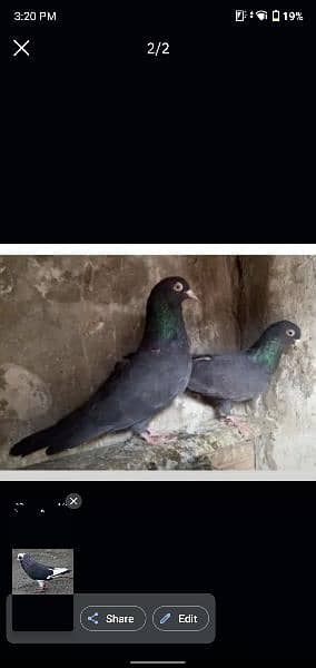 black dobaz fancy pigeon available. 1