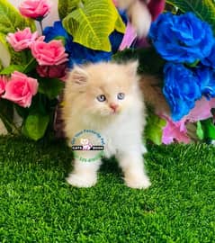 Persian Kittens |White| Bi color|Triple Coated|Punch face|