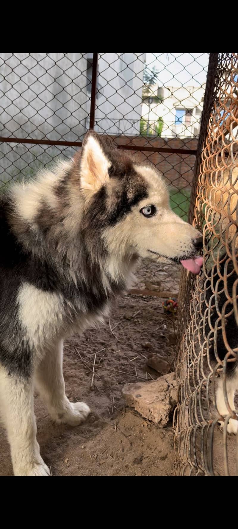 Siberian Husky woly coat 3