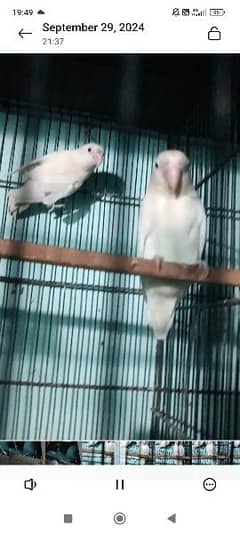 breeder DNA pair albino split ino paper White colour