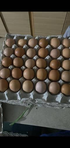 lohman brown non Fertile eggs available