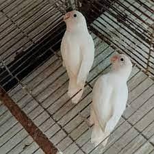 Albino Love bird 25 piece creamino 10 pieces decino