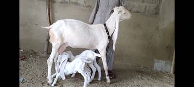 Gulabi goat with 3 kids