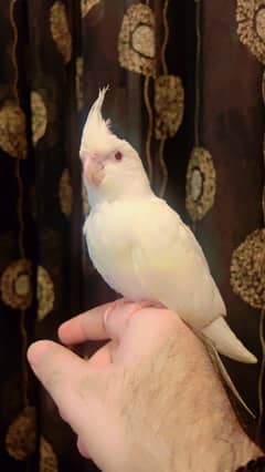 HAND TAME BIRDS