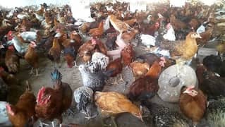 Golden misri egg laying  hens