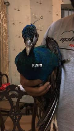 peacock