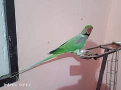 raw parrot full hand tame and breeder pure kashmiri