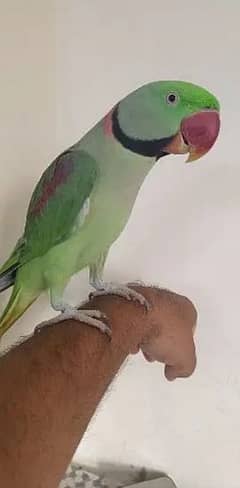 raw parrot