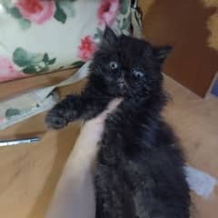 cfa linage kitten for sale