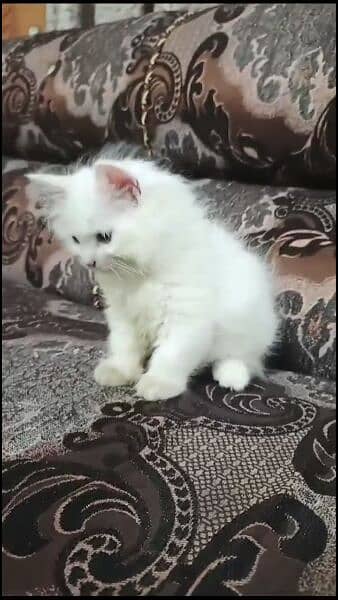 persian kittens 5