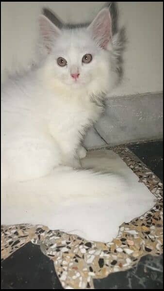 persian kittens 6