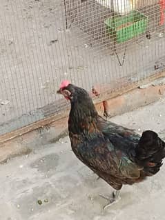 Misri hens for sale