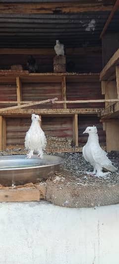 frillback santenaat and silver muki pair for sale