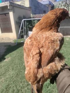 bahrama hen female