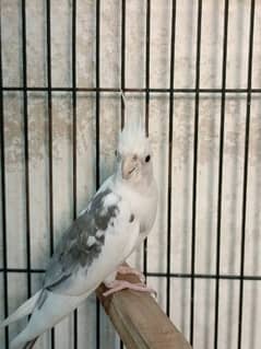 cockatiel birds pair and 1 chiks