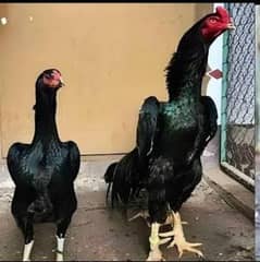 KING SIZE BLACK SHAMO SHAMO CHICKS 0