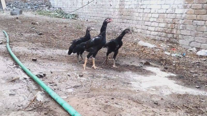 KING SIZE BLACK SHAMO SHAMO CHICKS 2