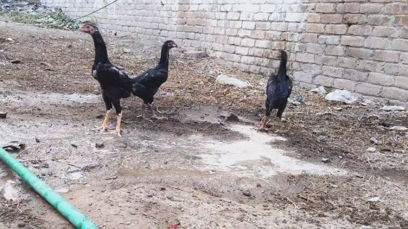 KING SIZE BLACK SHAMO SHAMO CHICKS 3