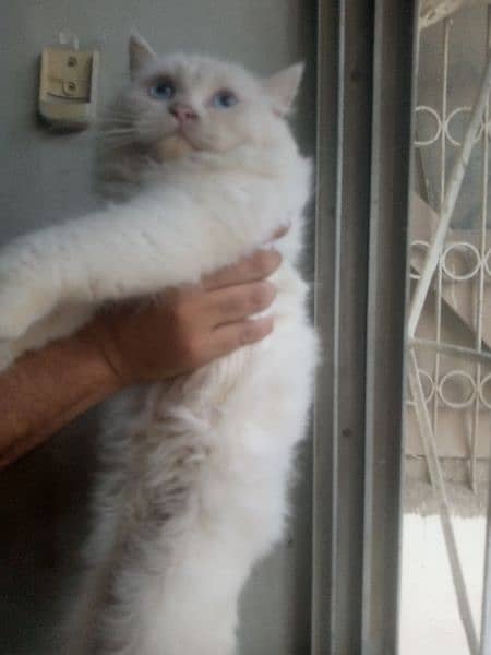 Semi Punch Face Female Nd Punch Face Male Kitten/Cat Blue Eye 1