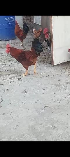 Golden Mishri Cock