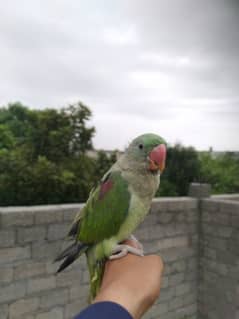 raw parrot for sale age 5 months