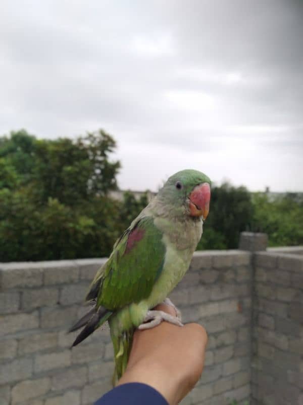 raw parrot for sale age 5 months 0