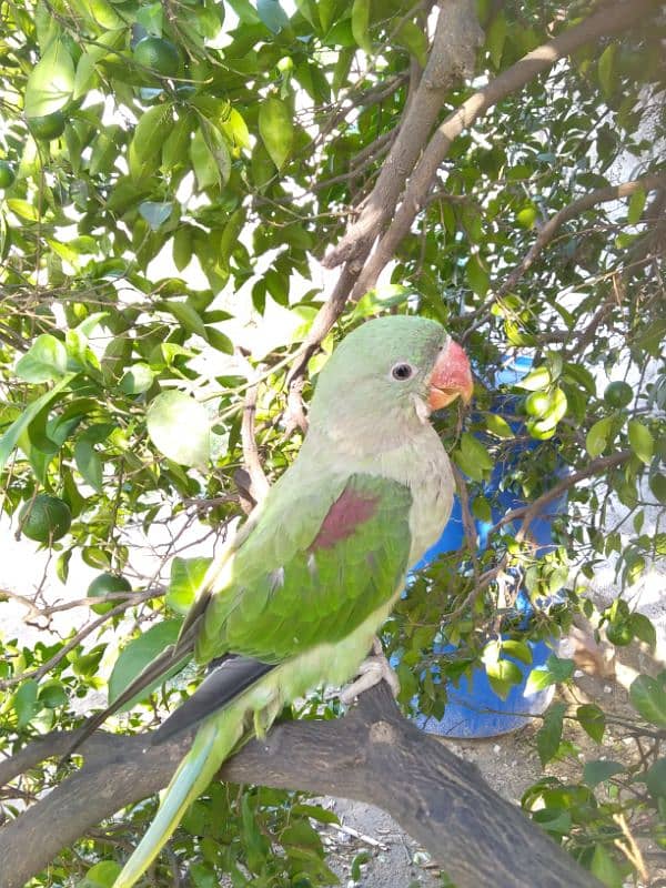 raw parrot for sale age 5 months 3