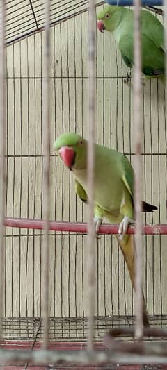 Green parrot