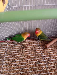 fisher breeder pair with cage