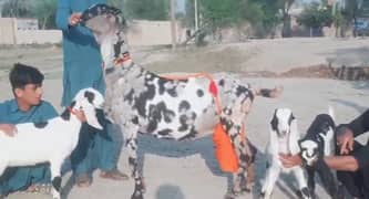 bakri for sale 03207375837