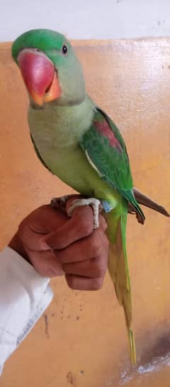 Pahadi Parrot