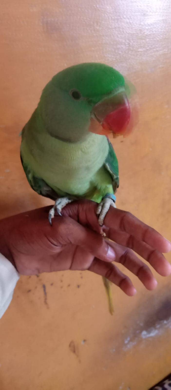 Pahadi Parrot 1