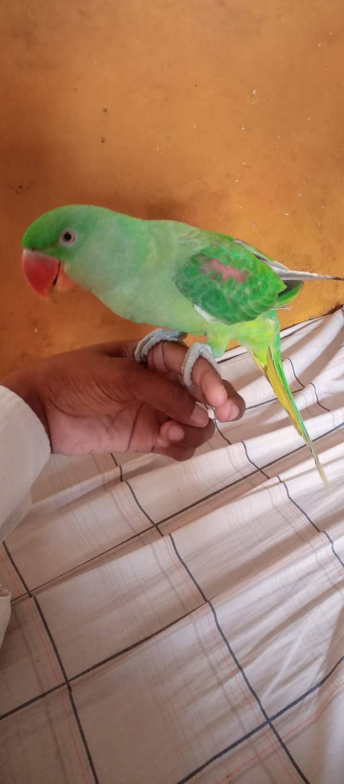 Pahadi Parrot 2