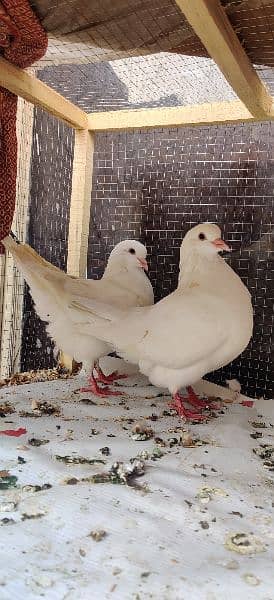 King chicks For sale 2