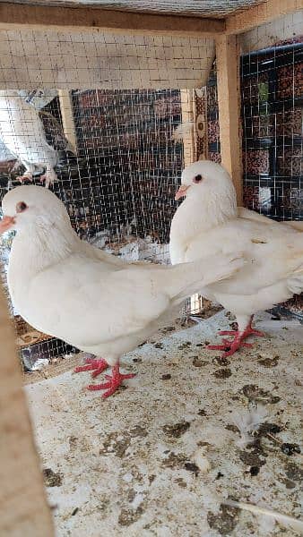 King chicks For sale 4