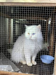 Persian male cat