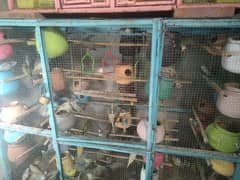 budgie parrots pair available