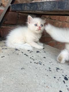 Persian kitten