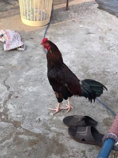 mianwali aseel cross and cheena murghi cross pair fresh egg laying