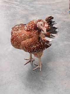 Mainwali Aseel Hen