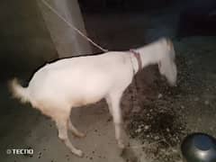 Gulabi bakri Khali h abhe 3 month ki female bacha bhe sell Ka lia