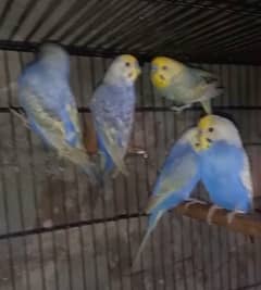 Rainbow budgries chicks for sale. . .